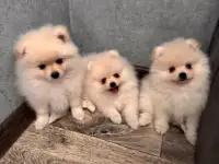 Щенки шпица мини, фотография 2