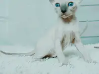 Котенок корниш-рекс, фотография 2