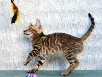 Элитные Бенгальские котята, фотография 4