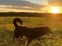 Срочно нужен дом для маленького, молодого пса., фотография 4