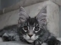 Мейн-кун котенок!, фотография 2