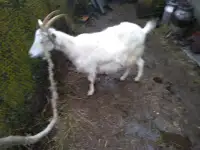 Продам коз