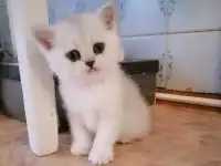 Британские котята, фотография 2