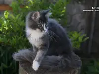 Мейн-кун  котёнок  мальчик, фотография 2