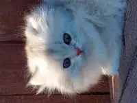 Котята, фотография 2