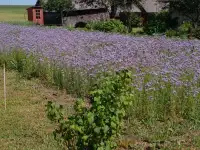 Продам дом, деревня Приямино, Борисовский район, Минская область, фотография 8