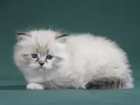 Сибирский котенок, невский маскарадный котенок, фотография 10