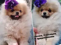 Померанский шпиц, щенки. Мини мишки, фотография 4