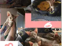 Ориентальные котята
