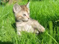 Котята в хорошие руки, фотография 8