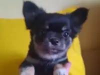 Щенки Чихуахуа