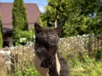Котята в добрые руки, фотография 3