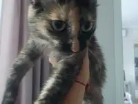 Кошка в поиске дома, фотография 2
