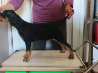 Немецкий Пинчер, фотография 9