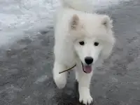Малыш самоед