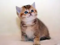 ЗОЛОТАЯ ШИНШИЛЛА шотландские котята, фотография 5