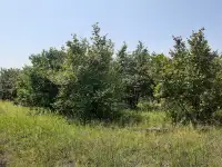Сдам в аренду сад кустарников фундука, фотография 2