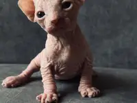 Котенок породы канадский сфинкс, фотография 4