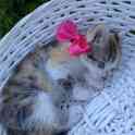 Котята, фотография 9