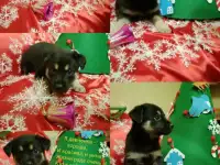 5 Щенят в поисках дома!