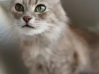 Серая пушистая кошка Шелли в самые добрые ручки!, фотография 8
