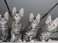 Мейн кун котята!, фотография 6