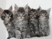 Котята мейн-кун!, фотография 2