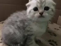 Шотландские вислоухие котята, фотография 8