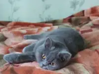 Продаю шотландских вислоухих и прямоухих котят, фотография 8