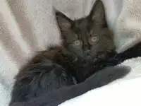 Мейн кун Черный дым, фотография 3