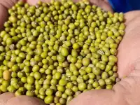 Продаю маш зеленые бобы, фотография 3