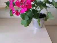 Продаю цветы, фотография 9