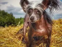 Куплю китайскую хохлатую собаку, фотография 2