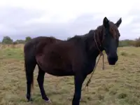 Лошадь