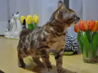 Бенгальская кошечка, фотография 3