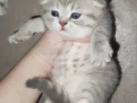 Шотландские чистокровные котята, фотография 4