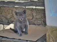 Милые котята, хотят найти любящего хозяина., фотография 3