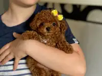 той пудель девочка тикап