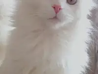 Девочка Мейн Кун, фотография 2