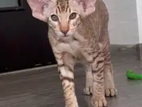 Ориентальная кошка