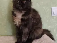 Котятa Мейн Куны (питомник), фотография 4