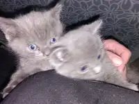 Котята британцы, фотография 2