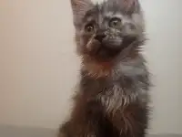 Малышка Мейн Кун, фотография 4
