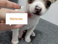 Щенки чихуахуа, фотография 2