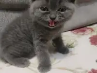 Котятки, фотография 3