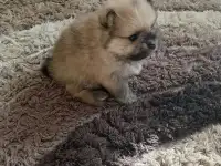 Продам щенка Шпица 2 месяца