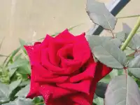 Красные розы, фотография 4