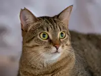 Кошка Малява ищет дом, фотография 3