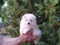 Щенок шпица