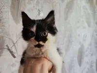Котята в добрые руки, котенок в дар, породистые, турецкая ангора
